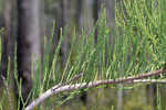 Pond Cypress